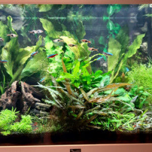 Aquarium 250 litres et 160 litres