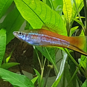 Donne 5 xyphos (urgent)