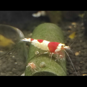 Crevettes Pure Red Line (PRL)