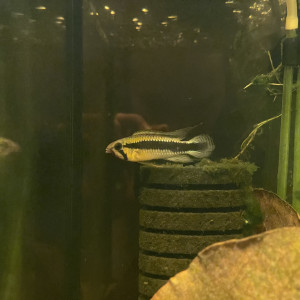 Apistogramma sp. abacaxis ( wilhelmi )