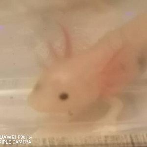 Axolotl