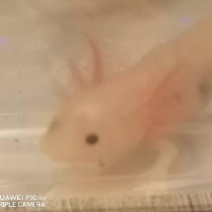 Axolotl