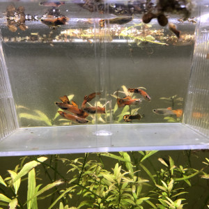 Guppys mâles