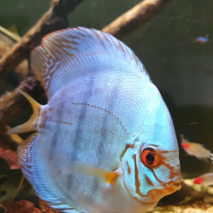 Vends 5 discus asiatique dont un couple