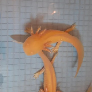 Axolotl albinos gold