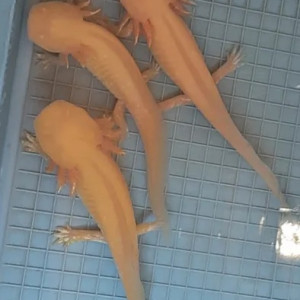 Axolotl albinos gold