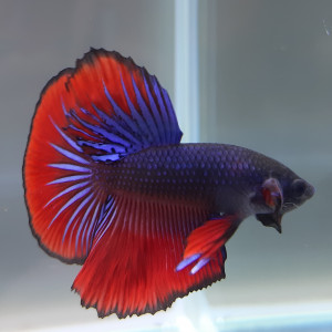 Betta halfmoon