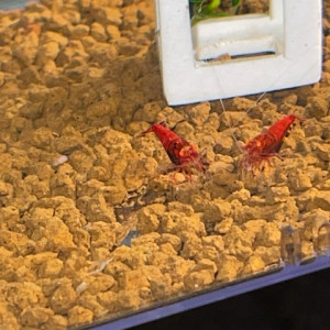 Caridina Red Devil OE