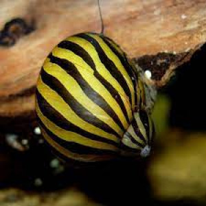 Neritina Snail Paralella/Neritina Natalensis