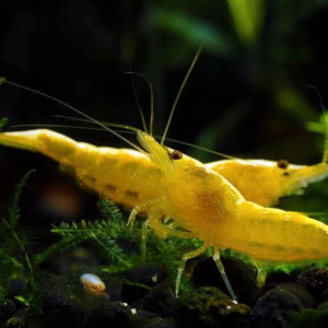 Lot Crevettes yellow golden