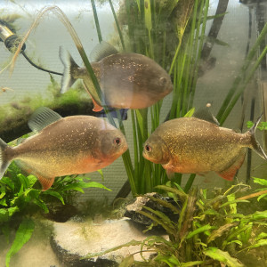 Piranhas  (Pygocentrus nattereri)