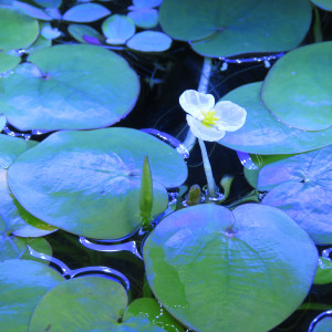 Limnobium laevigatum x 5 Grenouillette plante flottante