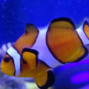 Poisson Clown à 3 Bandes Amphiprion Ocellaris