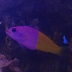 Pictichromis Paccagnellae