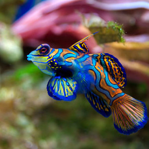 Synchiropus Splendidus