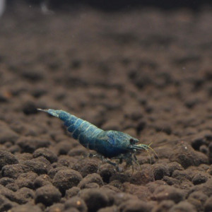 Crevettes Blue Bolt