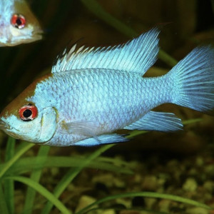 papiliochromis ramirezi electric blue 2