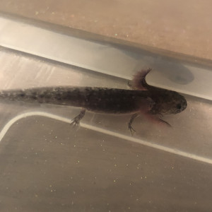 Axolotl