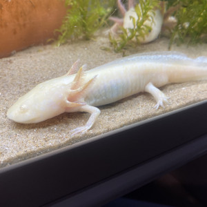 Jeune mâle axolotl