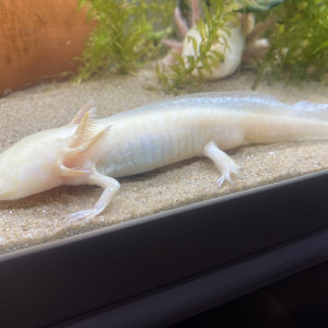 Jeune mâle axolotl