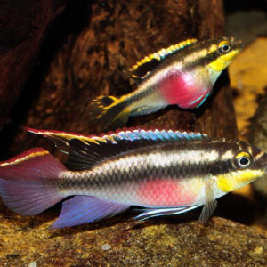 Pelvicachromis pulcher