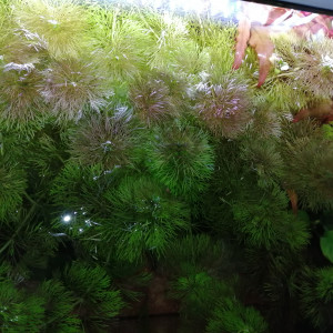 limnophila sessiliflora