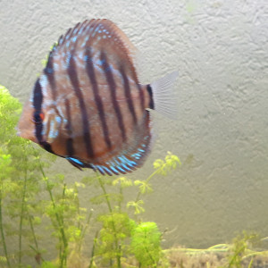 Discus 5 Cm environ