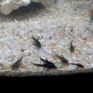 donne 9 corydoras poivrés , mouchetés noirs