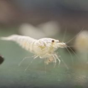 Caridina snow gold