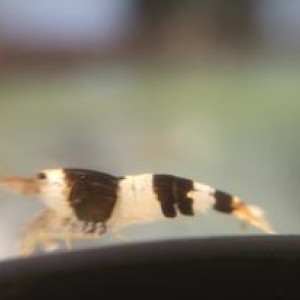 caridina Black crystal