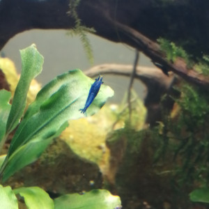 crevette blue diamond