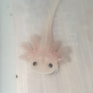 Axolotls disponibles à la réservation à Morlaix et alentours