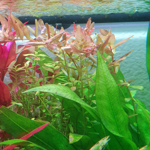 Divers plantes