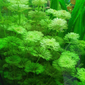 Divers plantes