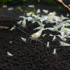 Crevette Caridina Ghost Pinto