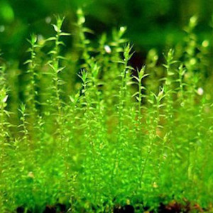 Vend ou échange Mousse rare nano moss (forme émergée)