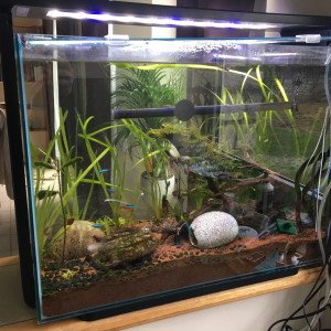 Aquarium Home 85
