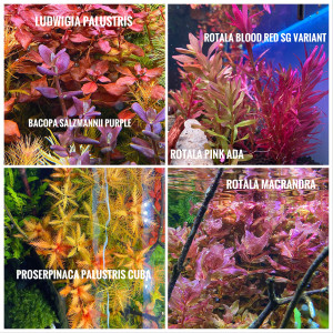 Plante d’aquarium / aquascaping / rare / aquatique