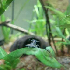 Écrevisse alleni