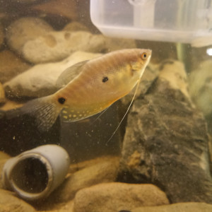 Gouramis bleu