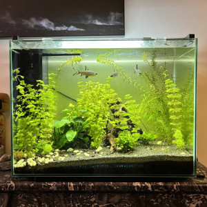 Lot complet Aquarium + vivants