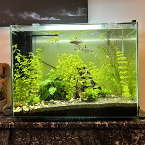 Lot complet Aquarium + vivants