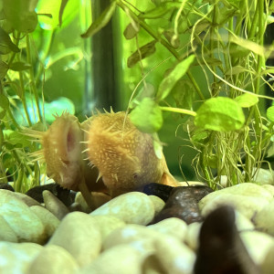 Lot complet Aquarium + vivants