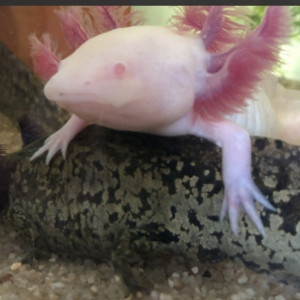 Recherche couple axolotl