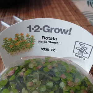 Boutures de Rotala Indica Bonsaï