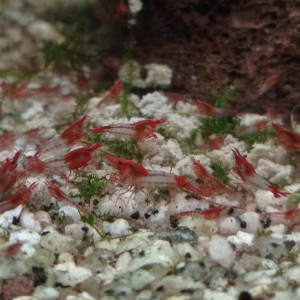 Crevettes Rili Sakura