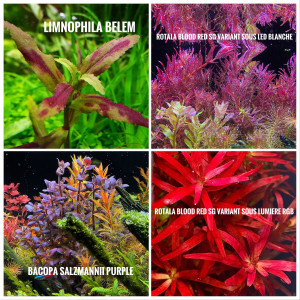 Plante rare aquarium