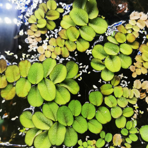 Salvinia auriculata