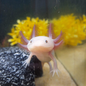 Axolotl blanc yeux noirs