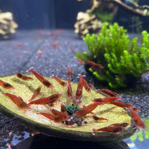 Caridina Red Ruby Full